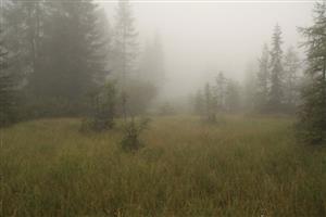 pohľad na strednú časť lokality (smerom na J)