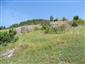 jašterica bystrá (30.8.2013)