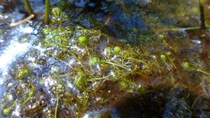 Utricularia minor