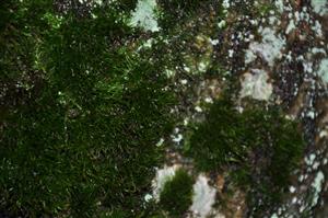 Dicranum viride v TMP_10