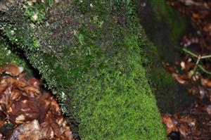 Dicranum viride v TMP_15