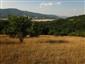 Suchomilné travinnobylinné a krovinové porasty na vápnitom podloží (*dôležité stanovištia Orchideaceae) (6.8.2015)