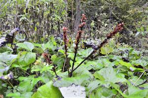 detail lokality s orobanche flava