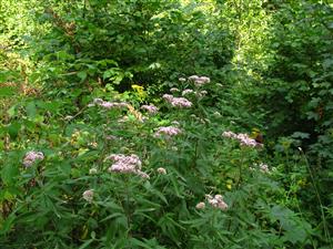 Eupatorium cannabinum