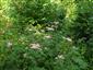 Eupatorium cannabinum