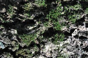 Dicranum viride v TMP_4