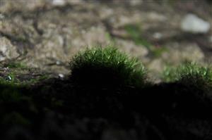 Dicranum viride v TMP_5