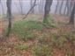 Javorovo-bukové horské lesy (1.10.2013)