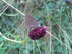 Maculinea nausithous
