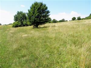 vychodny okraj lokality pri hranici s TML_6210_458