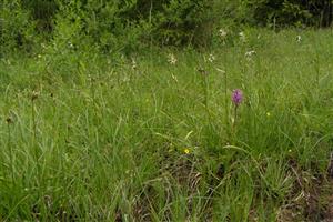 detail s Dactylorhiza majalis a Eriophorum
