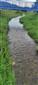 Rieky s bahnitými až piesočnatými brehmi s vegetáciou zväzov Chenopodionrubri p.p. a Bidentition p.p. (29.8.2023)