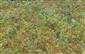 Drosera rotundifolia a Comarum palustre v kobercoch rašelinníkov