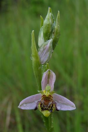 Ophrys apifera na lokalite.