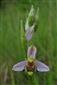 Ophrys apifera na lokalite.