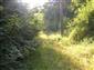 užovka hladká (23.7.2013)