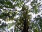 Lužné dubovo-brestovo-jaseňové lesy okolo nížinných riek (14.10.2013)