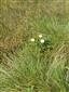 Detailný záber na lokalitu s Potentilla aurea