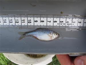 Rhodeus sericeus