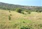 jašterica bystrá (18.6.2013)