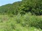 jašterica bystrá (12.7.2013)
