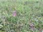 Suchomilné travinnobylinné a krovinové porasty na vápnitom podloží (*dôležité stanovištia Orchideaceae) (25.5.2014)