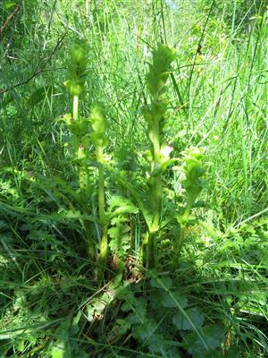 detail na pedicularis sceptrum-carolinum na hranici plochy