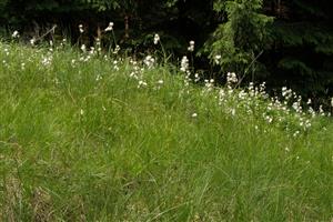 celkový pohľad na vegetáciu na lokalite