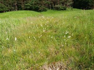 Zliechov úpätie Strážova detail biotopu