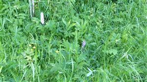 záber biotopu s Dactylorhiza fuchsii