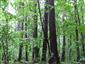 Dubovo-hrabové lesy lipové (11.7.2013)
