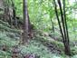Lipovo-javorové sutinové lesy (12.7.2013)