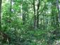 Dubovo-hrabové lesy lipové (4.7.2013)