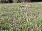Orchis militaris na lokalite