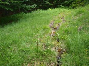 Zliechov Hluchá dolina pohľad na pramenisko zdola