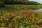 Rieky s bahnitými až piesočnatými brehmi s vegetáciou zväzov Chenopodionrubri p.p. a Bidentition p.p. (16.9.2014)