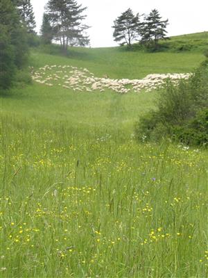 spásanie biotopu ovcami