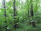 Dubovo-hrabové lesy lipové (11.7.2013)
