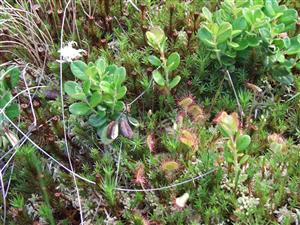  Drosera rotundifolia rastie na bultoch 