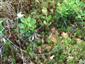  Drosera rotundifolia rastie na bultoch 