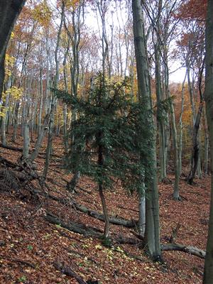 zvlast cenne stromy - taxus baccata