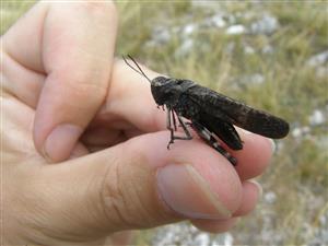 Psophus stridulus