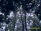 Panónsko-balkánske cerové lesy (11.7.2013)