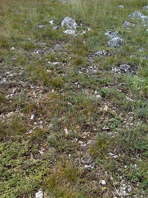 Záber na monitorovaný biotop.