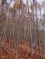 Vápnomilné bukové lesy (17.10.2013)