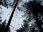 Brezové, borovicové a smrekové lesy na rašeliniskách (11.7.2013)