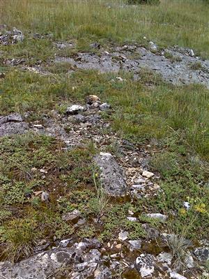 Záber na monitorovaný biotop.