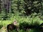 Brezové, borovicové a smrekové lesy na rašeliniskách (9.7.2013)