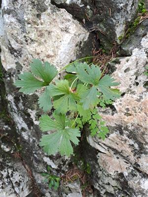 Ranunculus oreophylus na TML_6170_097