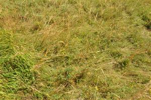 interiér porastu (júl)